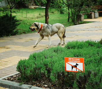 Yawn Yields & Morning Mouths: What Your Dog’s Wake-Up Routine Reveals About Brain Oxygenation, Sleep Quality, and Emotional Reset