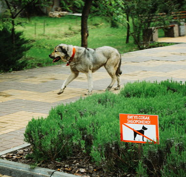 Yawn Yields & Morning Mouths: What Your Dog’s Wake-Up Routine Reveals About Brain Oxygenation, Sleep Quality, and Emotional Reset