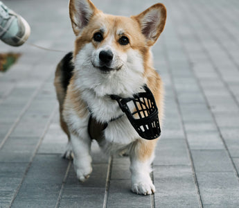 Head Tilts & Tilt Tells: How Your Dog's Curious Angle Reveals Inner Ear Health, Attention, and Emotional Insight