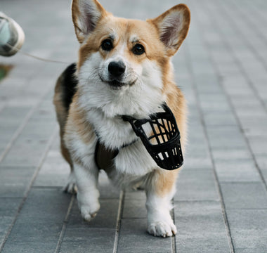Head Tilts & Tilt Tells: How Your Dog's Curious Angle Reveals Inner Ear Health, Attention, and Emotional Insight