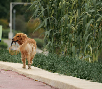 Nail It or Fail It: What Your Dog’s Claws Reveal About Their Health, Nutrition, and Lifestyle Habits
