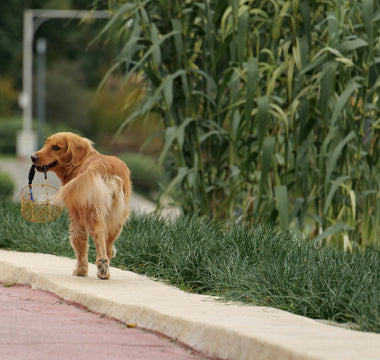 Nail It or Fail It: What Your Dog’s Claws Reveal About Their Health, Nutrition, and Lifestyle Habits