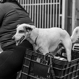 Tongue Trails & Texture Tells: What Your Dog’s Lick Preferences Reveal About Oral Health, Sensory Seeking, and Emotional Soothing