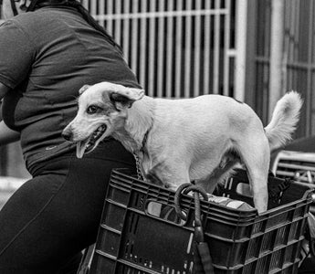 Tongue Trails & Texture Tells: What Your Dog’s Lick Preferences Reveal About Oral Health, Sensory Seeking, and Emotional Soothing