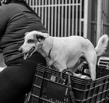 Tongue Trails & Texture Tells: What Your Dog’s Lick Preferences Reveal About Oral Health, Sensory Seeking, and Emotional Soothing