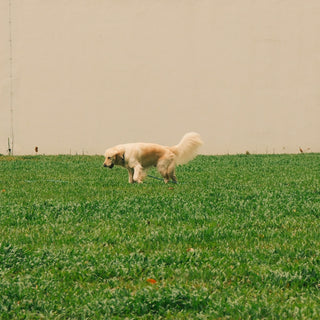 Chew Clues & Cushion Cravings: What Your Dog’s Furniture Fixation Reveals About Jaw Strength, Dental Health, and Emotional Comfort