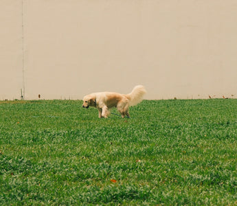 Chew Clues & Cushion Cravings: What Your Dog’s Furniture Fixation Reveals About Jaw Strength, Dental Health, and Emotional Comfort