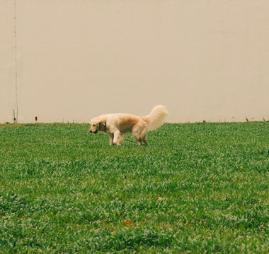 Chew Clues & Cushion Cravings: What Your Dog’s Furniture Fixation Reveals About Jaw Strength, Dental Health, and Emotional Comfort