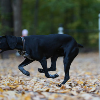 Cloudy Clues & Dilation Drama: What Your Dog’s Pupil Changes Reveal About Brain Function, Pain Levels, and Emotional Intensity