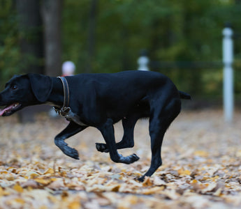 Cloudy Clues & Dilation Drama: What Your Dog’s Pupil Changes Reveal About Brain Function, Pain Levels, and Emotional Intensity