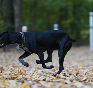 Cloudy Clues & Dilation Drama: What Your Dog’s Pupil Changes Reveal About Brain Function, Pain Levels, and Emotional Intensity