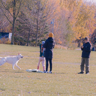 Jaw Jolts & Gentle Gnaws: What Your Dog’s Chewing Force Reveals About Cranial Nerve Health, Emotional Tension, and Aging Clues