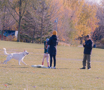 Jaw Jolts & Gentle Gnaws: What Your Dog’s Chewing Force Reveals About Cranial Nerve Health, Emotional Tension, and Aging Clues
