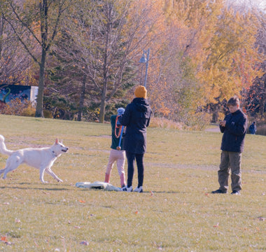 Jaw Jolts & Gentle Gnaws: What Your Dog’s Chewing Force Reveals About Cranial Nerve Health, Emotional Tension, and Aging Clues
