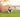 Grass Gulps & Garden Grazing: What Your Dog’s Plant-Eating Habit Reveals About Gut Irritation, Sensory Foraging, and Emotional Self-Regulation