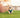 Grass Gulps & Garden Grazing: What Your Dog’s Plant-Eating Habit Reveals About Gut Irritation, Sensory Foraging, and Emotional Self-Regulation