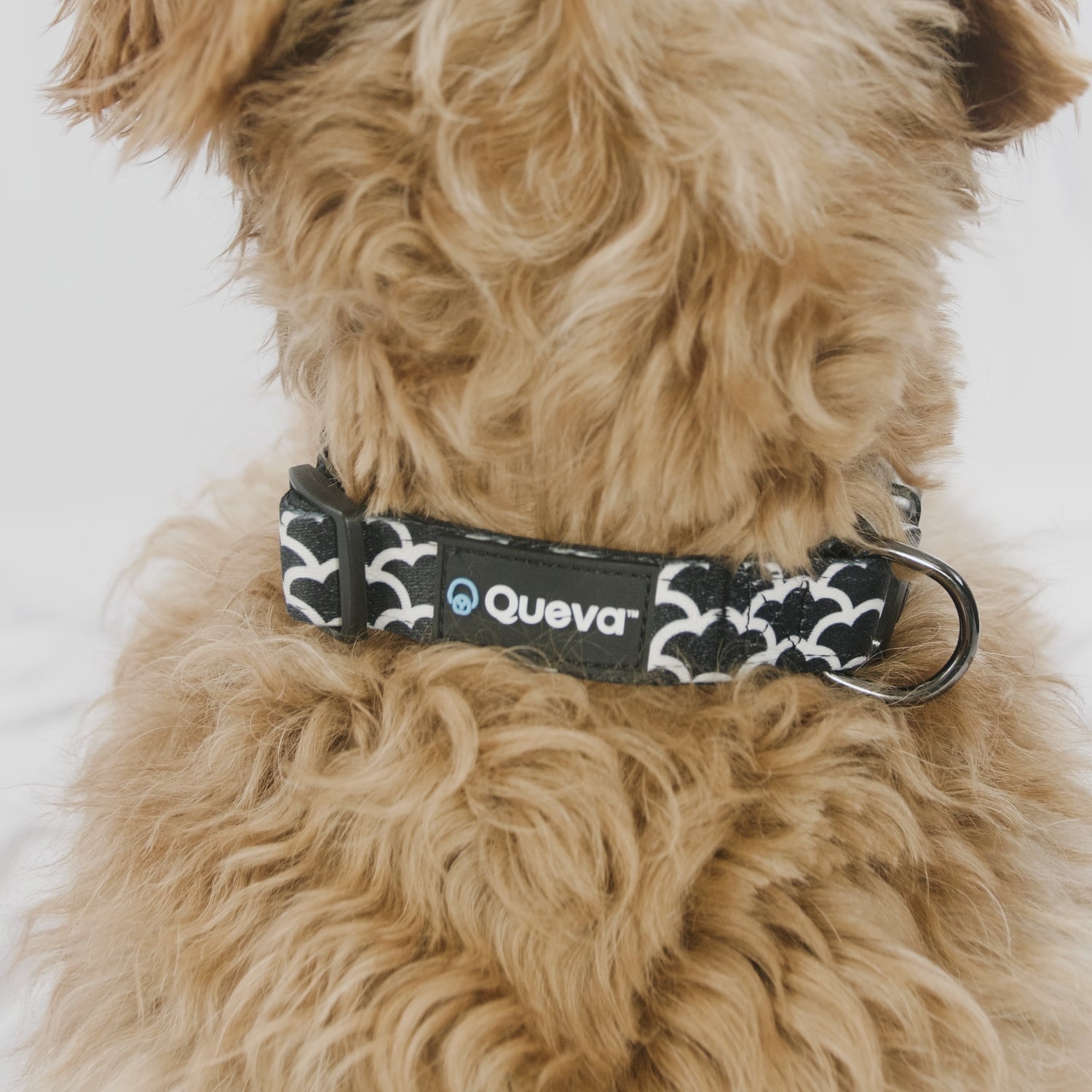 Queva - Technologie de suivi de la santé et du comportement des animaux ...