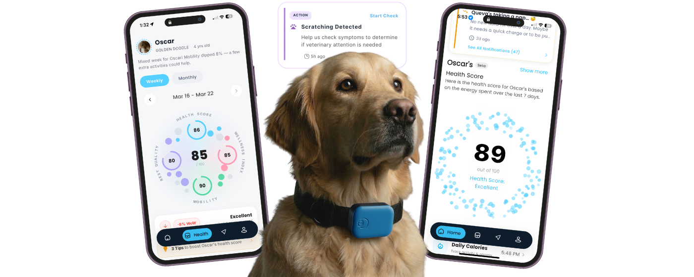 Queva smart dog health collar